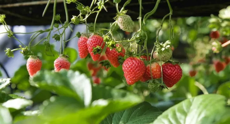Domingos Martins recebe capacitação sobre cultivo semi-hidropônico de morango