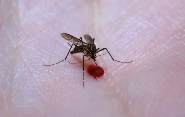 Epidemia de dengue: automedicação pode agravar a doença e levar a óbito