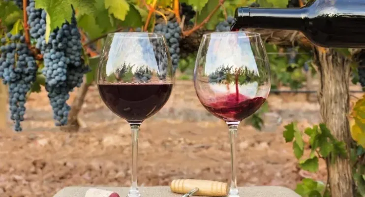 ES discute avanços na produção de uvas de inverno e vinhos finos em seminário