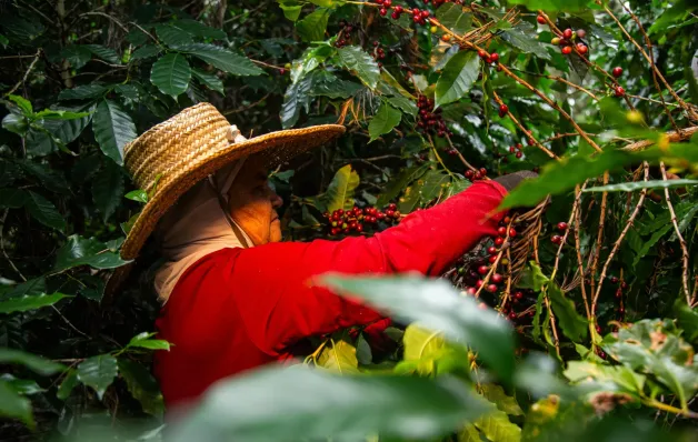 Especialistas apontam: ‘futuro do café baiano está na conexão e origem’