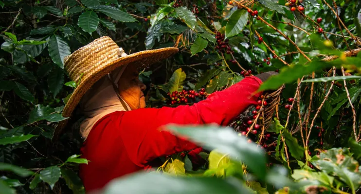 Especialistas apontam: ‘futuro do café baiano está na conexão e origem’