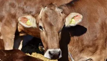 Espírito Santo inicia campanha de vacinação contra a febre aftosa neste domingo (1º)