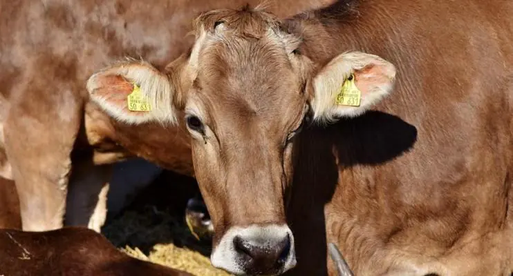 Espírito Santo inicia campanha de vacinação contra a febre aftosa neste domingo (1º)