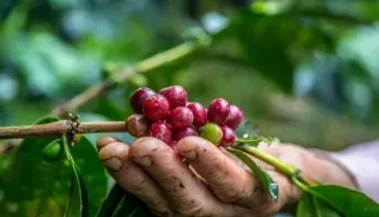 Espírito Santo lidera exportações e reafirma protagonismo no Dia Mundial do Café