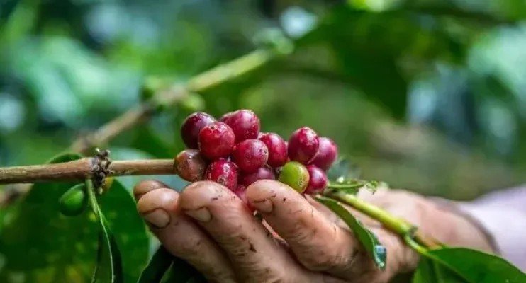 Espírito Santo lidera exportações e reafirma protagonismo no Dia Mundial do Café