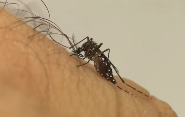 Estado antecipa entrega de vacina contra dengue para região Central-Norte de Saúde