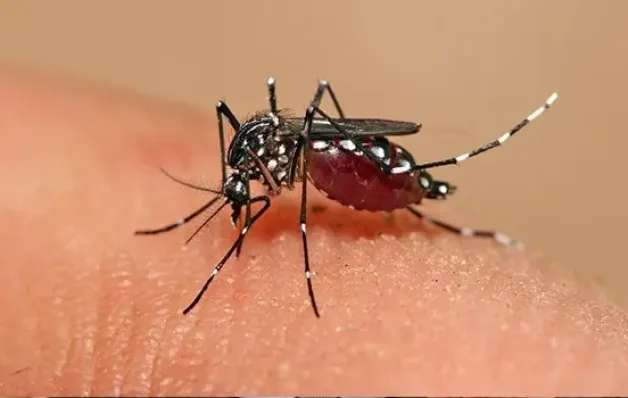 Estado recebe a primeira remessa de doses de vacina contra dengue nesta quinta-feira (22)