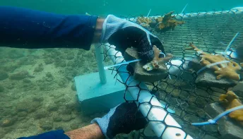Estudo com uso do plástico impulsiona crescimento e resistência de corais nativos na Baía de Todos-os-Santos
