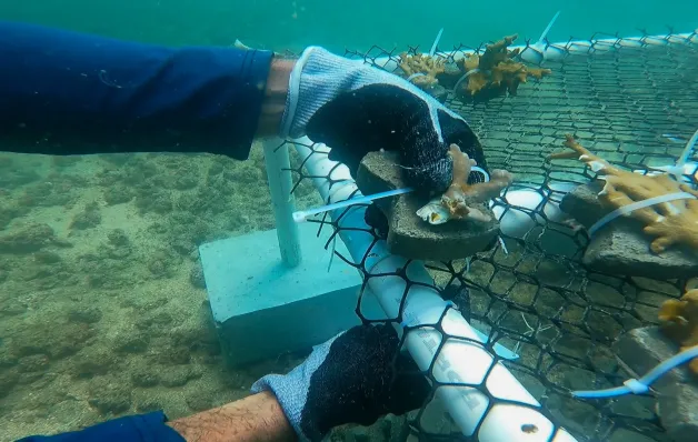 Estudo com uso do plástico impulsiona crescimento e resistência de corais nativos na Baía de Todos-os-Santos