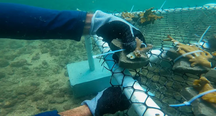 Estudo com uso do plástico impulsiona crescimento e resistência de corais nativos na Baía de Todos-os-Santos