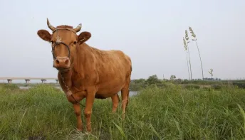Exportação agropecuária em 2024 tende a cair em volume