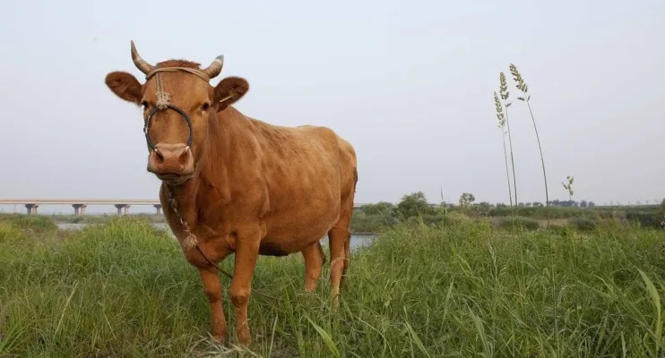 Exportação agropecuária em 2024 tende a cair em volume