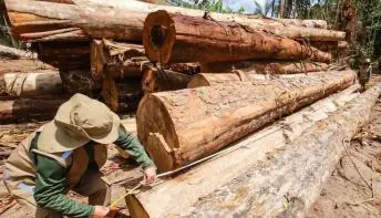 Extração ilegal de madeira cresce 11 vezes em terras indígenas do Pará