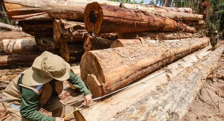 Extração ilegal de madeira cresce 11 vezes em terras indígenas do Pará