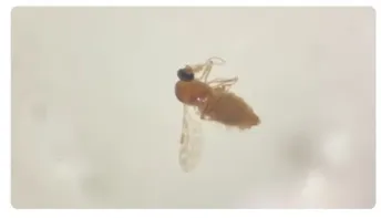 Febre do Oropouche: há risco de surto da doença no Brasil?