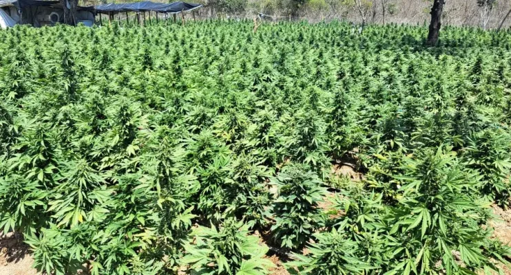 FICCO e PM desarticulam laboratório de produção de maconha intensiva