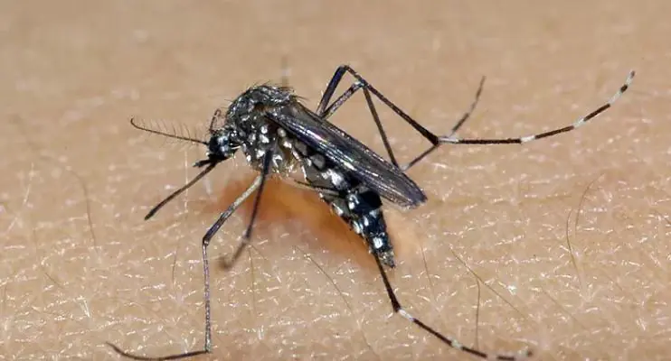 Vitória intensifica ações de combate ao mosquito Aedes aegypti neste sábado (25)