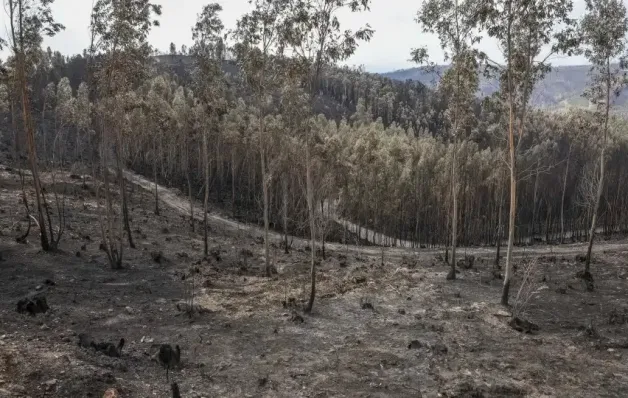 Fogos de 2024 mostraram que sistema "ainda tem muitas fragilidades"