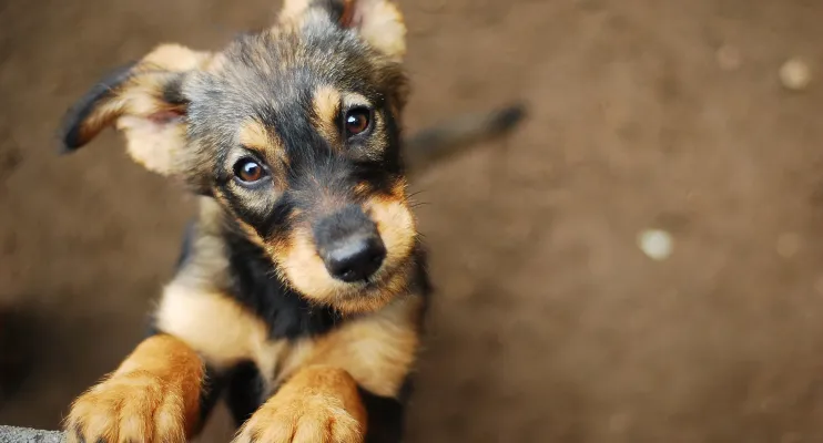 Foi aprovado pela câmera projeto que fixa multa de 10 mil para crimes contras animais