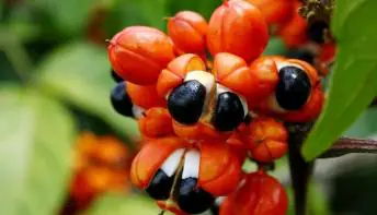 Fruto da Amazônia brasileira guaraná, bebida ajuda a combater o envelhecimento.