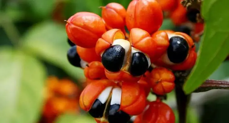 Fruto da Amazônia brasileira guaraná, bebida ajuda a combater o envelhecimento.