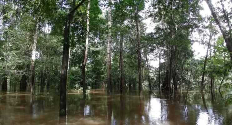 Governo anuncia doação de R$ 91 milhões da Irlanda ao Fundo Amazônia