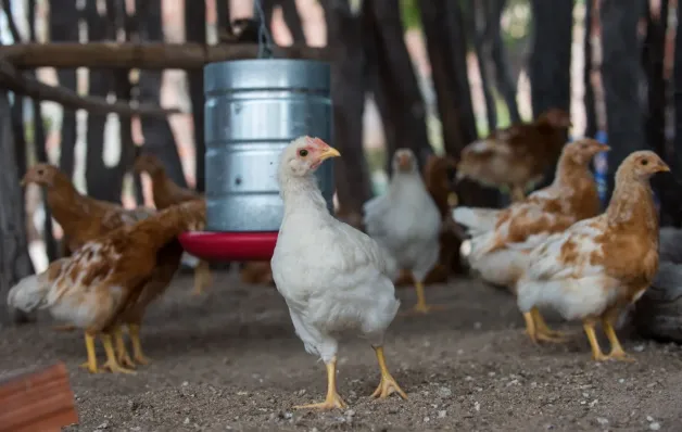  Governo da Bahia abre seleção de 50 organizações da agricultura familiar para fortalecer a produção de ovos caipiras