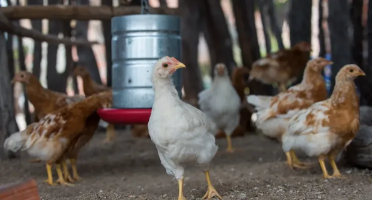 Governo da Bahia abre seleção de 50 organizações da agricultura familiar para fortalecer a produção de ovos caipiras