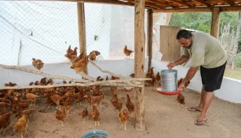 Governo da Bahia entrega 40 galinheiros e fortalece produção de ovos caipiras em Macajuba