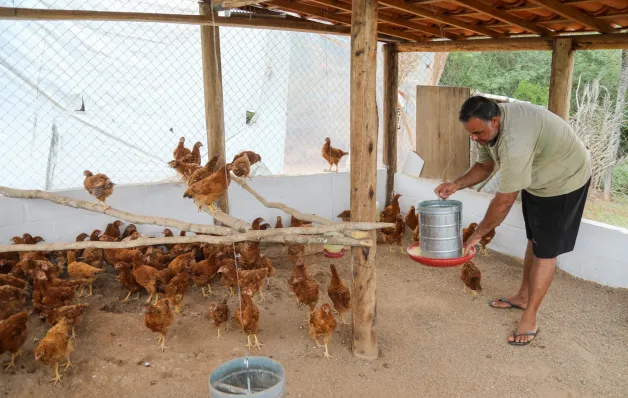 Governo da Bahia entrega 40 galinheiros e fortalece produção de ovos caipiras em Macajuba