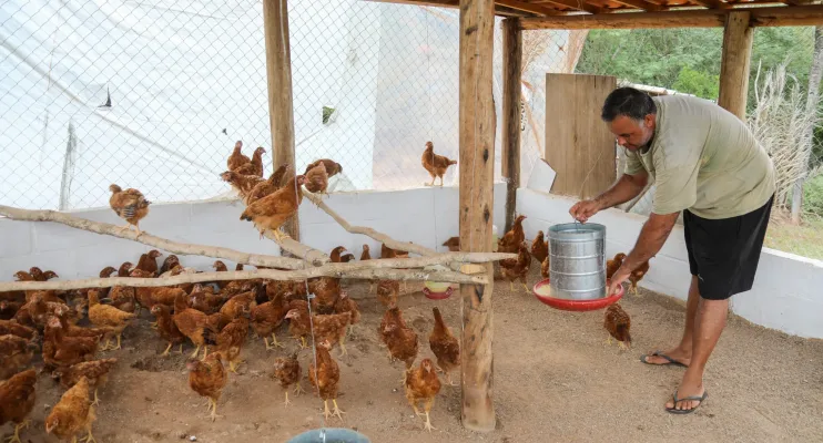 Governo da Bahia entrega 40 galinheiros e fortalece produção de ovos caipiras em Macajuba