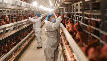 Gripe aviária: OMS quer rede mundial e alerta para "potencial epidêmico"