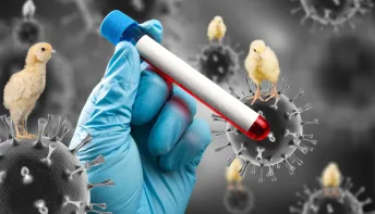 Gripe aviária: RS registra primeiro caso no Estado, também em ave silvestre