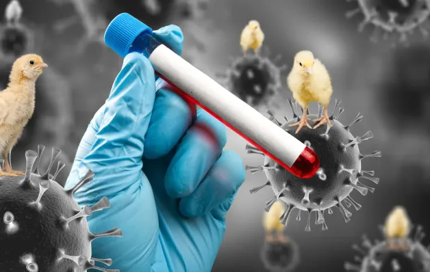 Gripe aviária: RS registra primeiro caso no Estado, também em ave silvestre
