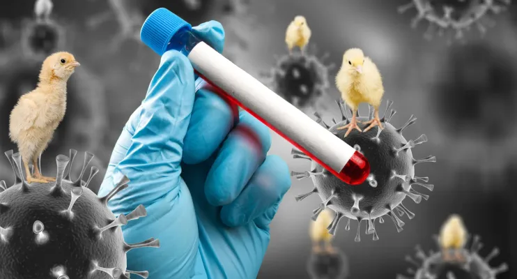 Gripe aviária: RS registra primeiro caso no Estado, também em ave silvestre