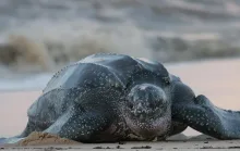 Guriri registra maior número de ninhos de tartarugas marinhas no litoral capixaba