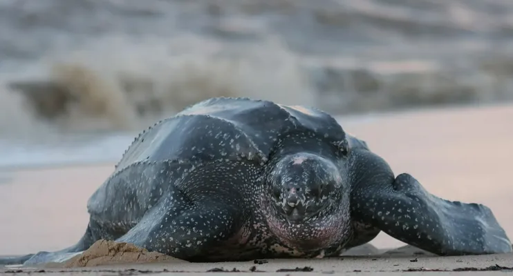 Guriri registra maior número de ninhos de tartarugas marinhas no litoral capixaba