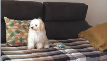 Homem mata cachorro e agride professora em briga de casal no ES