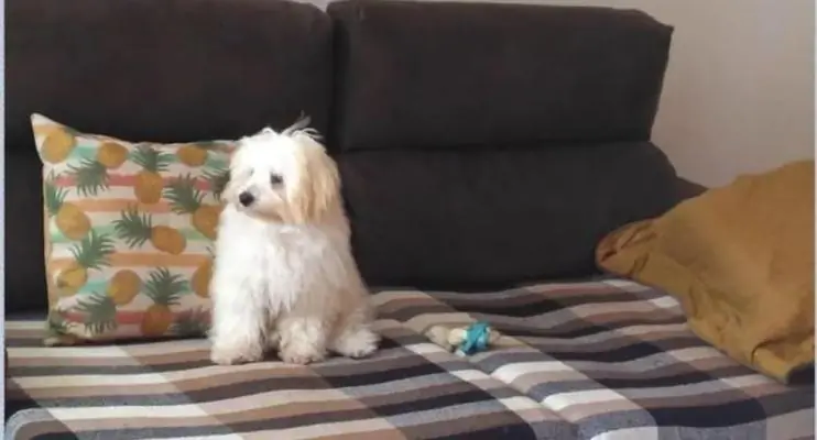 Homem mata cachorro e agride professora em briga de casal no ES