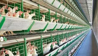 Idaf abre consulta pública para cadastro de Unidades de Tratamento de Esterco de aves