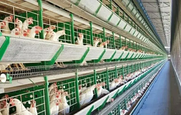 Idaf abre consulta pública para cadastro de Unidades de Tratamento de Esterco de aves