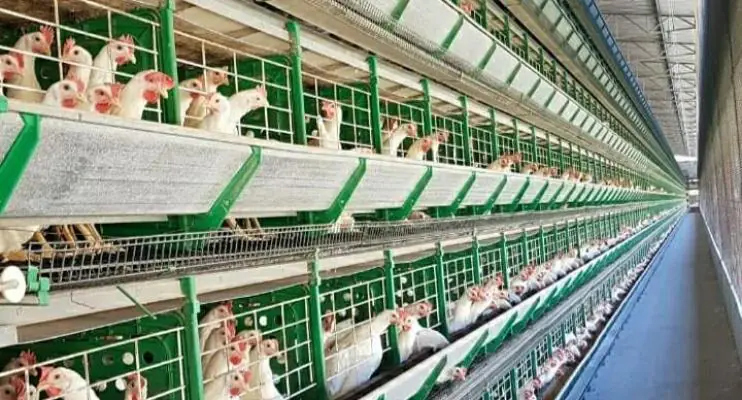 Idaf abre consulta pública para cadastro de Unidades de Tratamento de Esterco de aves