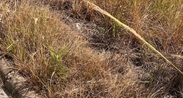 Idaf alerta para proibição de uso de agrotóxicos em área urbana