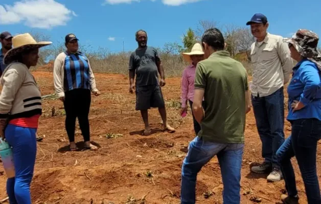 Implantação de maniveiros garante aumento de produção e produtividade de mandioca no Sudoeste Baiano