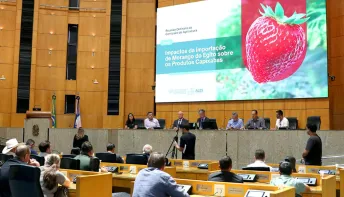 Importação de morango do Egito pressiona produtores e mobiliza Comissão da Ales