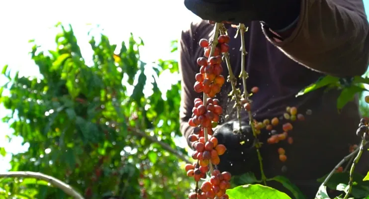 Indicação Geográfica pode valorizar café conilon produzido em Jaguaré