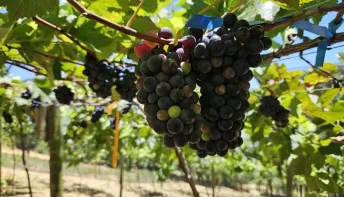 Inscrições abertas para seminário de agroecologia em Santa Teresa