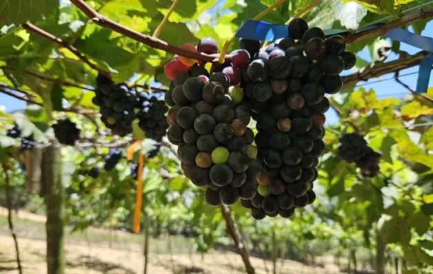 Inscrições abertas para seminário de agroecologia em Santa Teresa