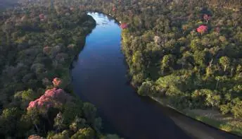 Itaú Unibanco, Marfrig, Rabobank, Santander, Suzano e Vale se unem para restaurar, conservar e preservar 4 milhões de hectares de florestas nativas no Brasil