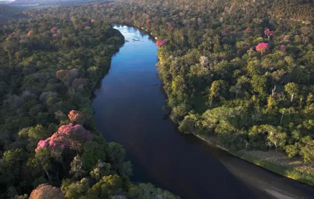 Itaú Unibanco, Marfrig, Rabobank, Santander, Suzano e Vale se unem para restaurar, conservar e preservar 4 milhões de hectares de florestas nativas no Brasil